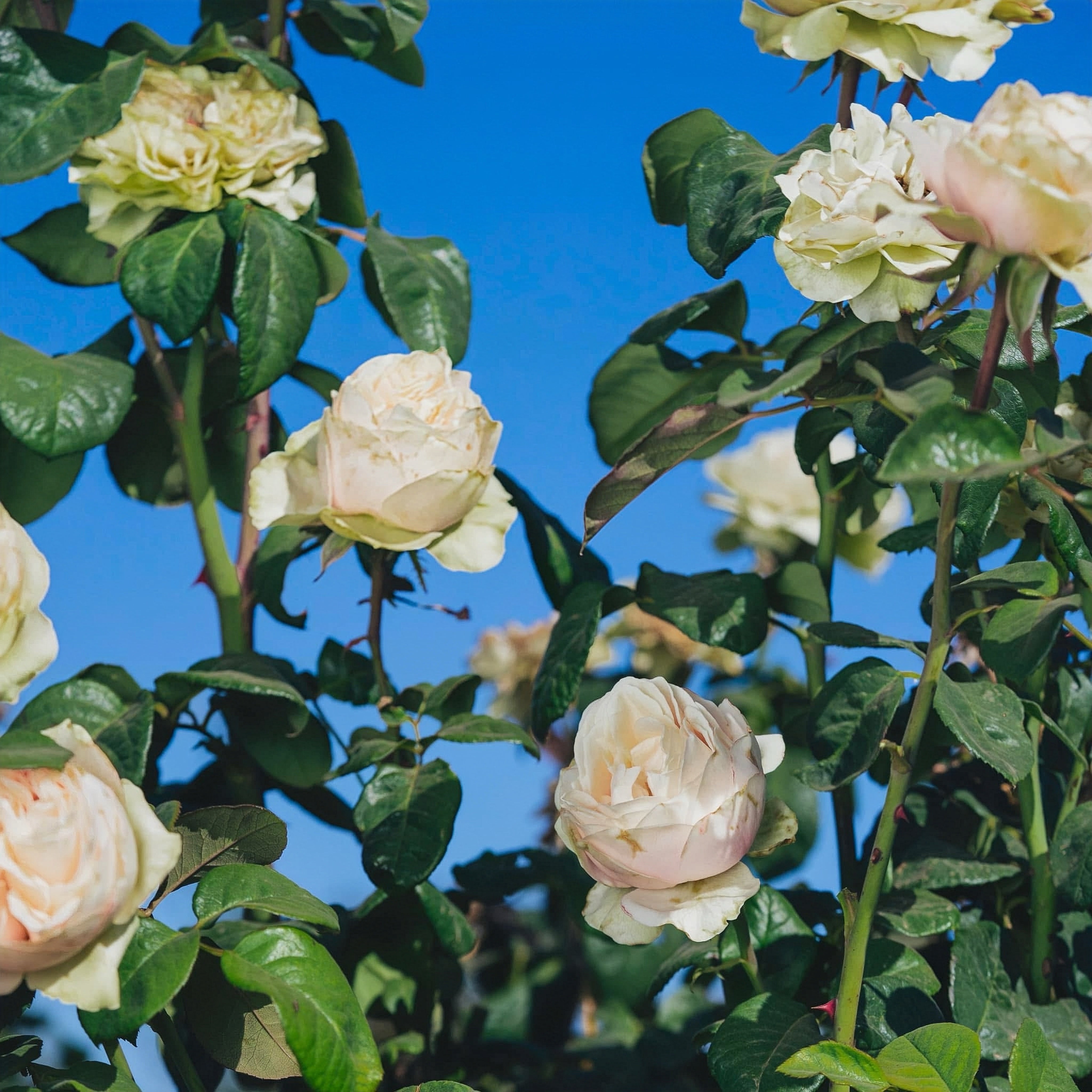 Love fountain Rose