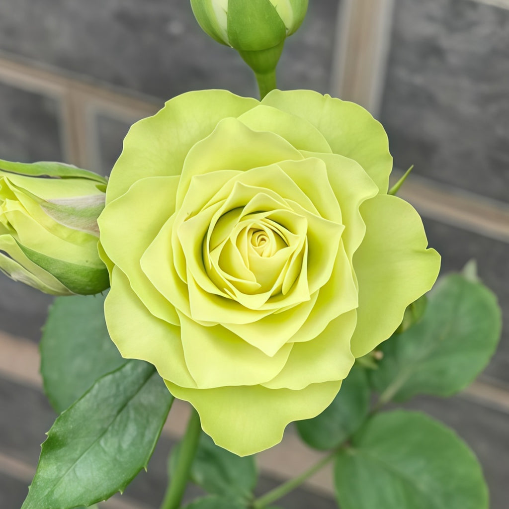 Lovely Green Rose-可爱绿｜Japanese Shrub Rose – Ergongzy Roses