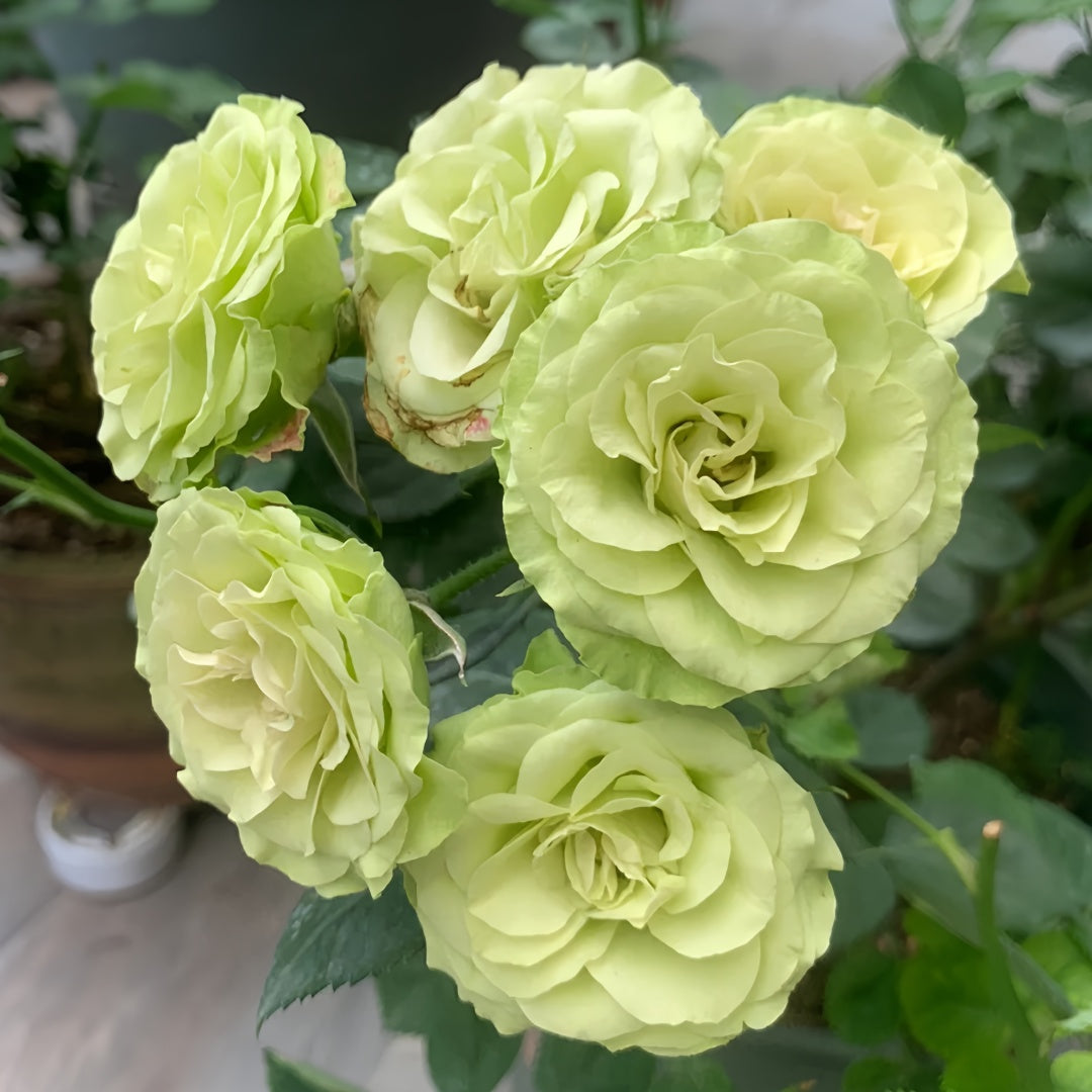 Lovely Green Rose