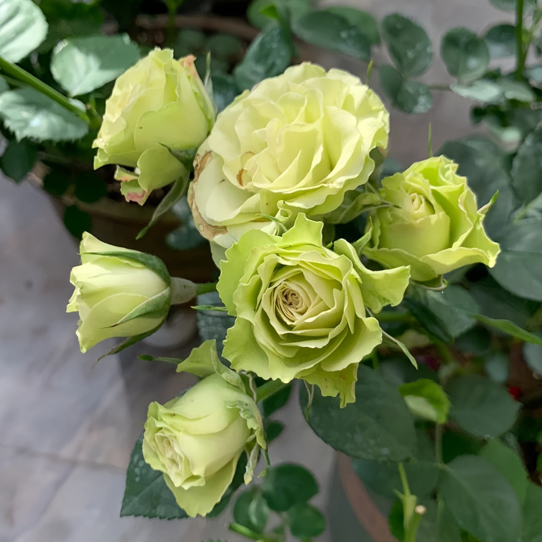 Lovely Green Rose