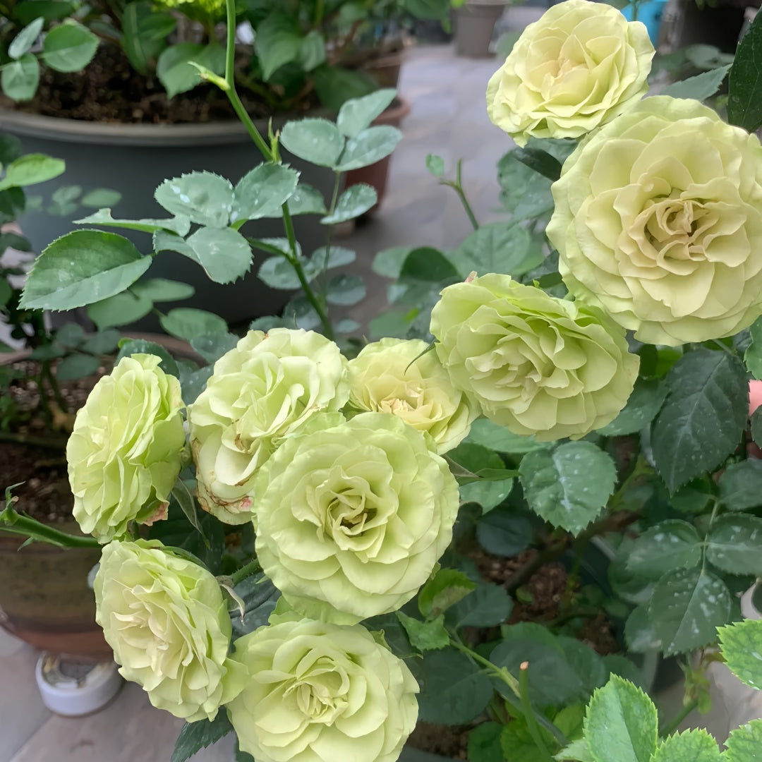 Lovely Green Rose