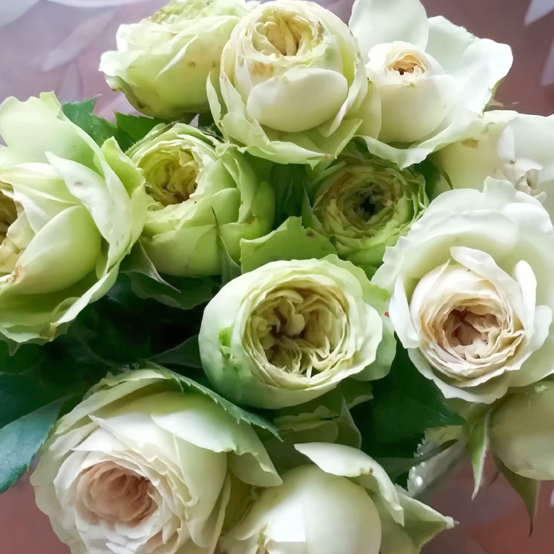 Lovely Green Rose