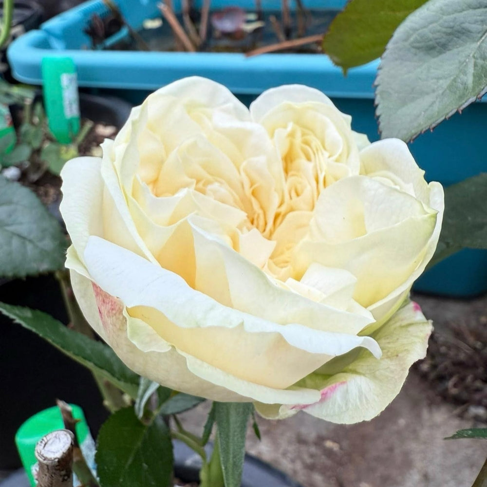 Lovely Harper Rose