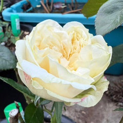 Lovely Harper Rose