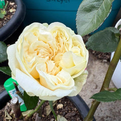 Lovely Harper Rose
