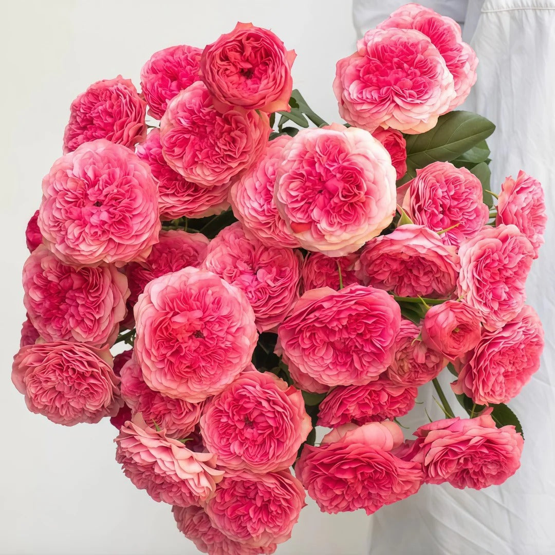 Lovely Raspberry Rose