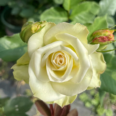 Lovely green Rose