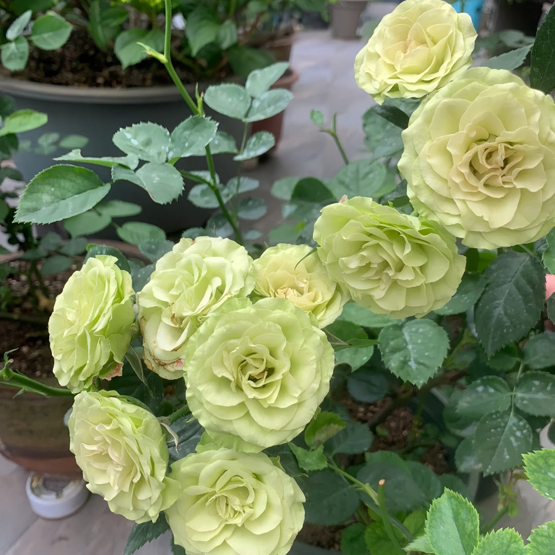 Lovely green Rose