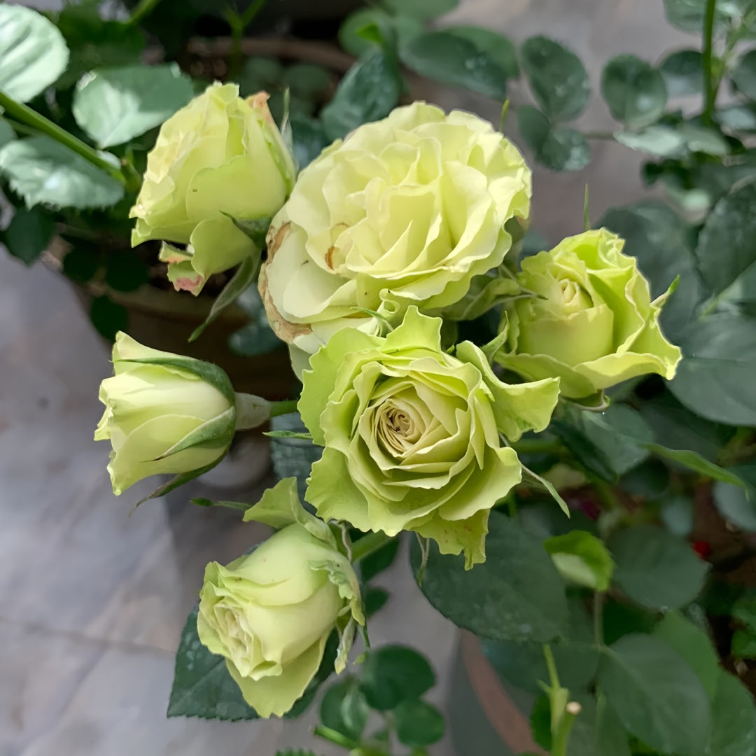 Lovely green Rose