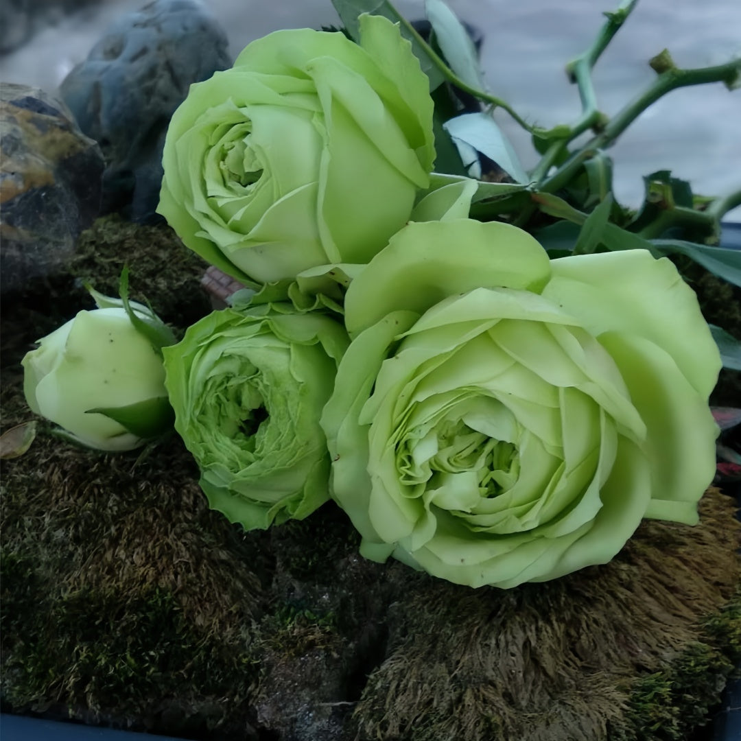 Lovely green Rose