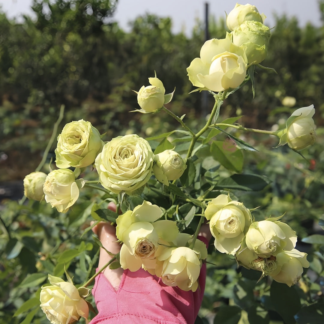 Lovely green Rose