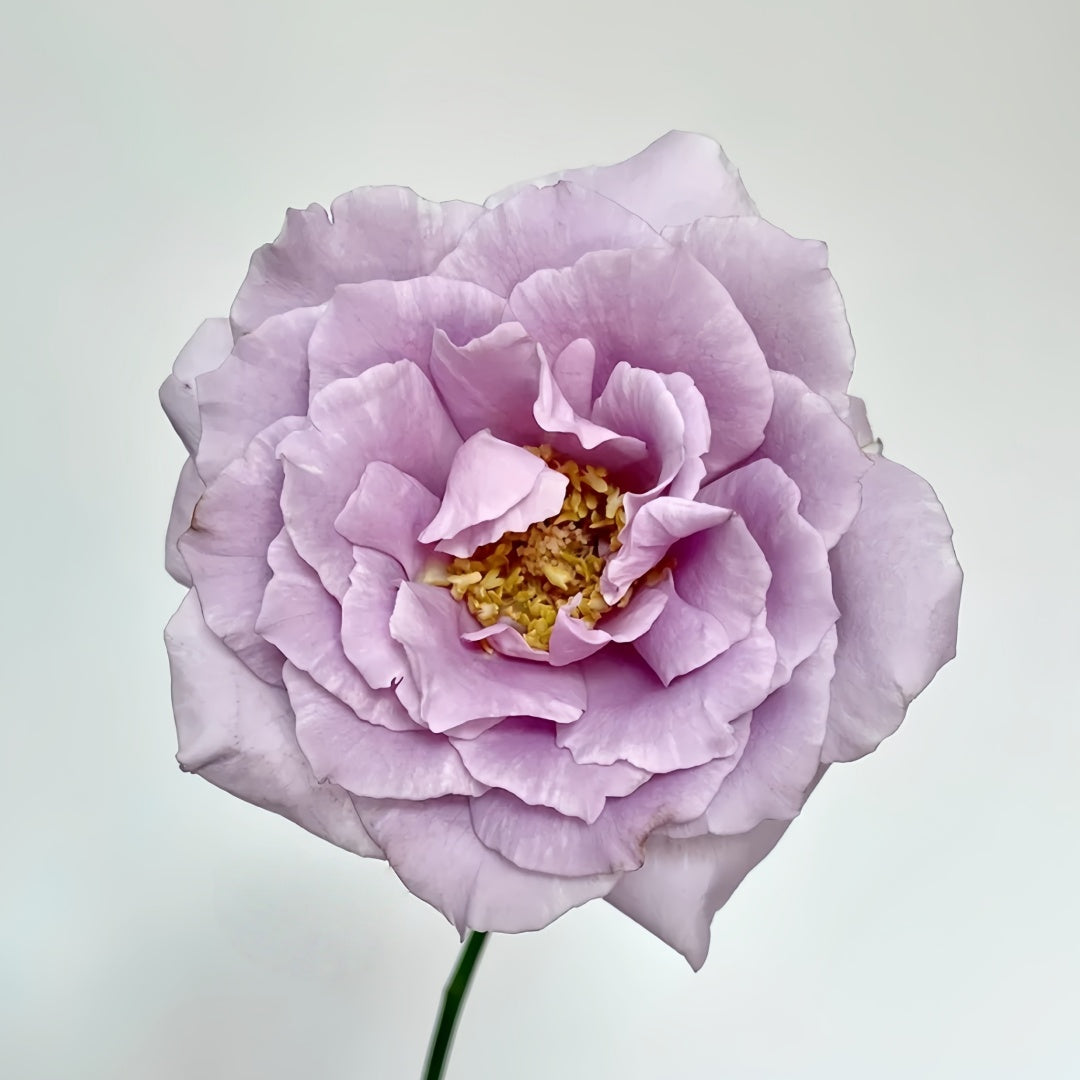 Lucifer Rose