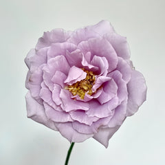Lucifer Rose-光之天使路西法｜Japanese Shrub Rose – Ergongzy