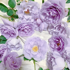 Lucifer Rose