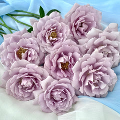 Lucifer Rose