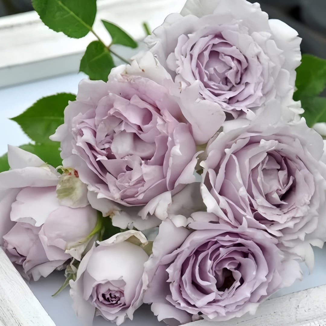 Lucifer Rose