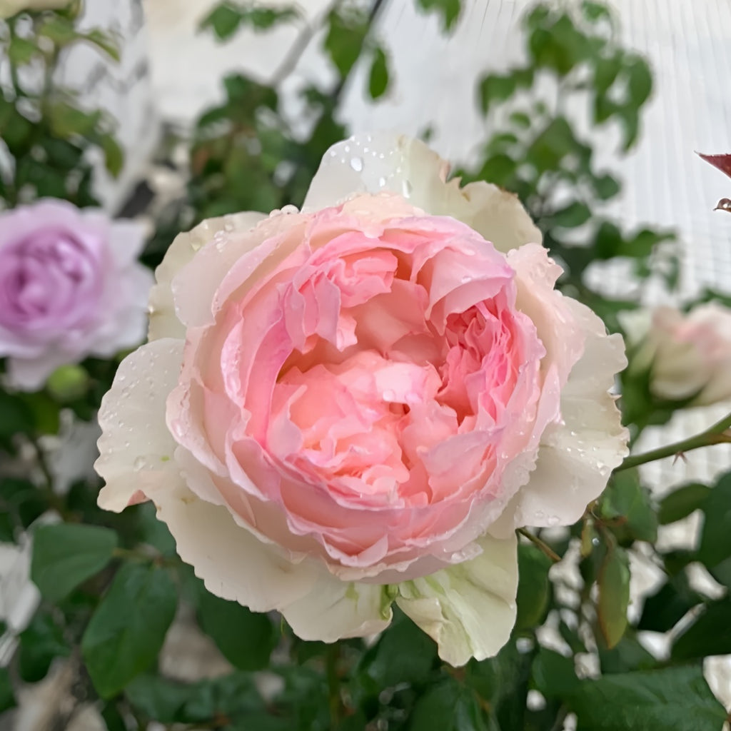 ＊Rose＊プロフ必読 M-perzik_Rose01_1024x1024.jpg?
