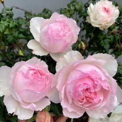 M-perzik Rose