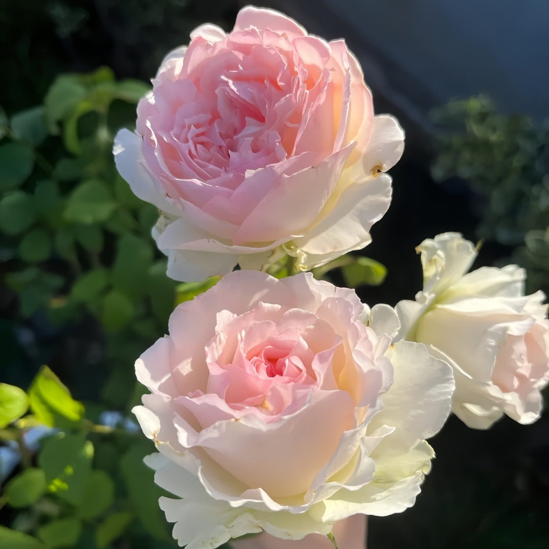 M-perzik Rose