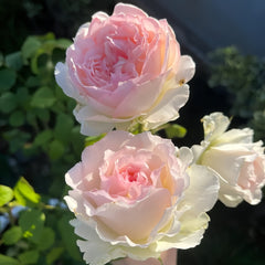 M-perzik Rose