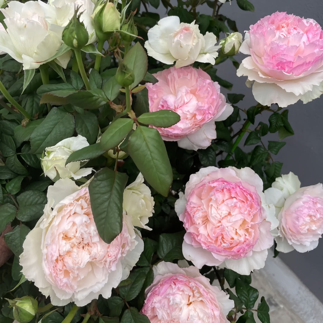 M-perzik Rose