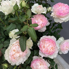 M-perzik Rose