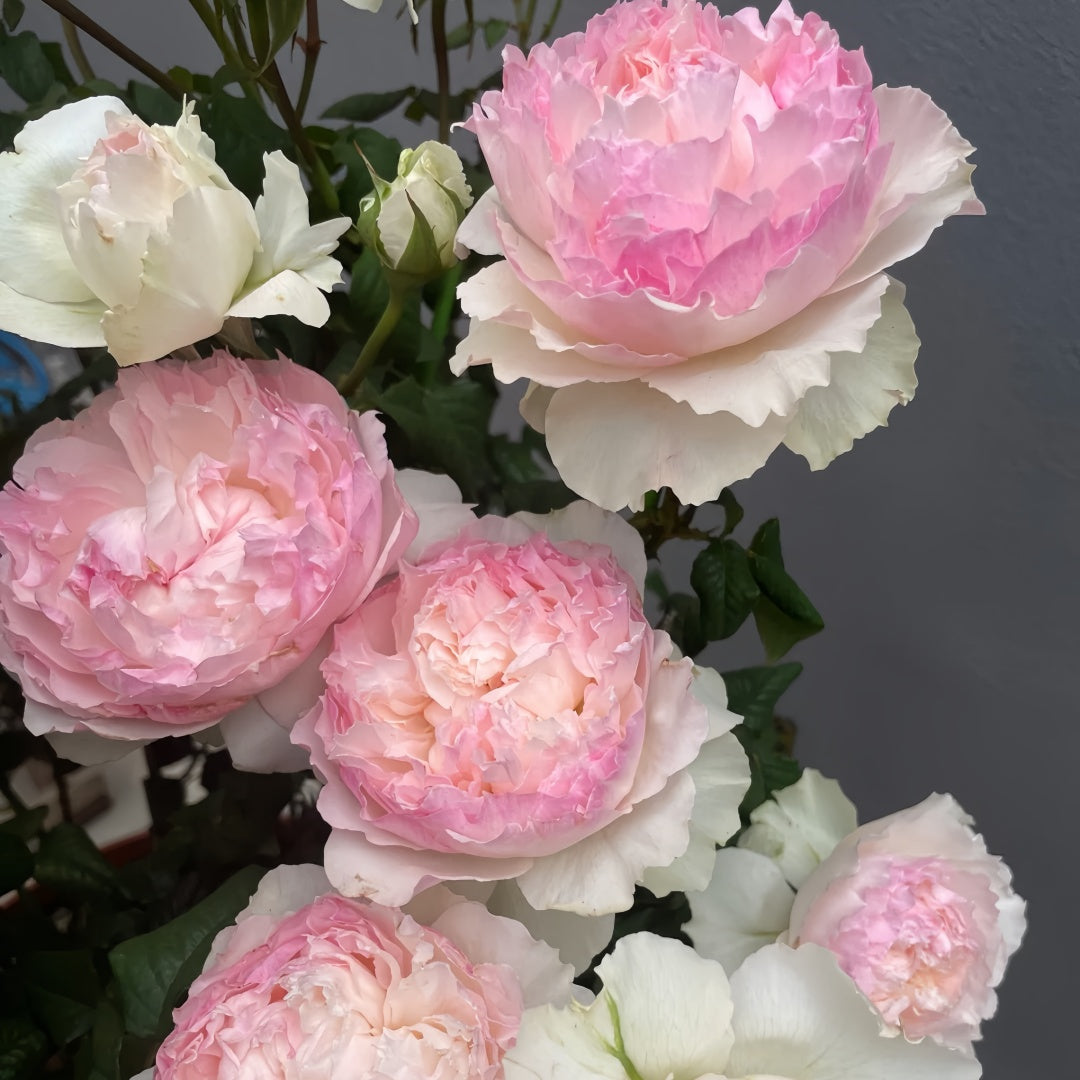 M-perzik Rose
