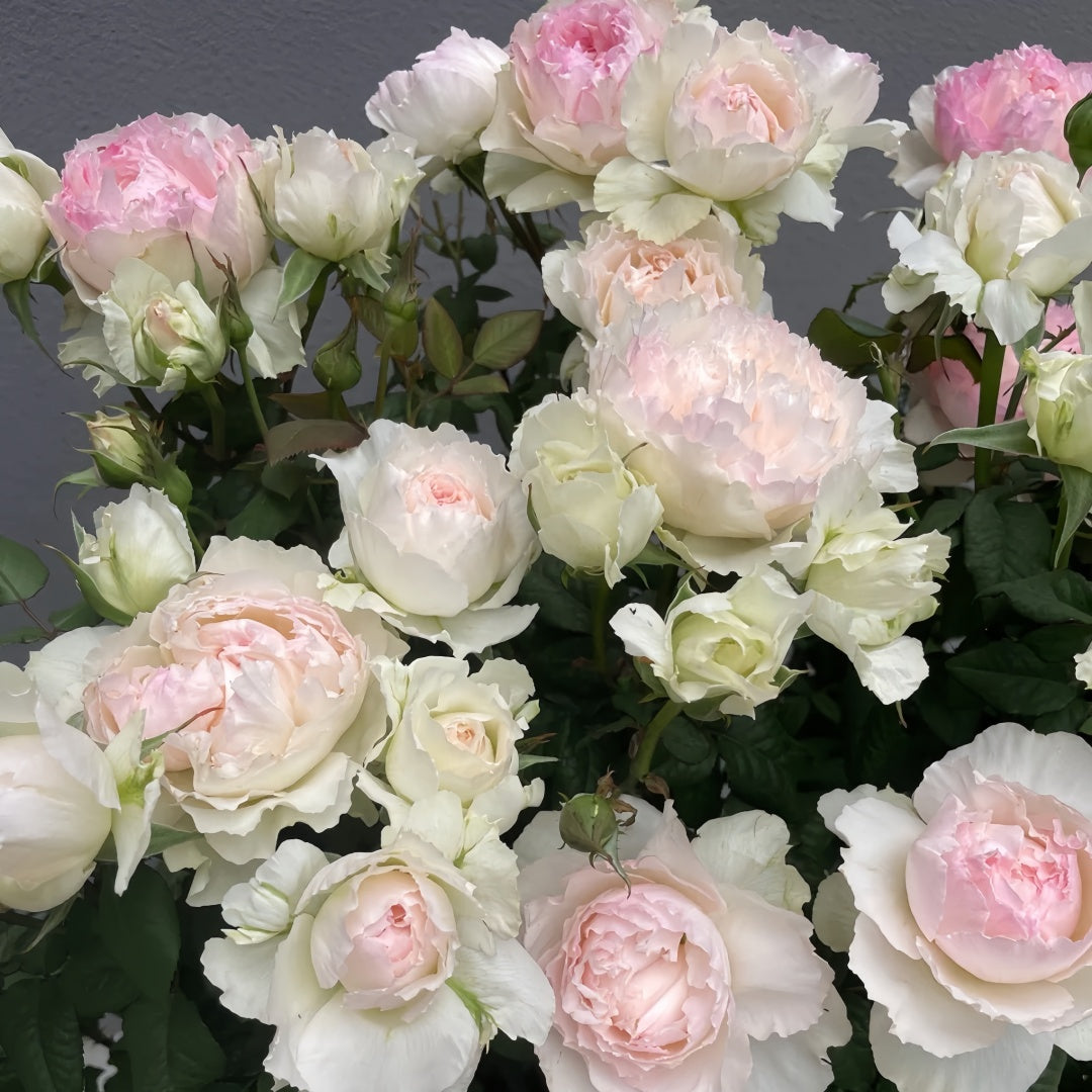M-perzik Rose