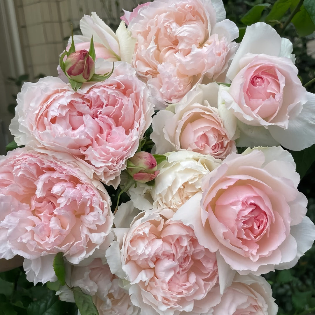 M-perzik Rose