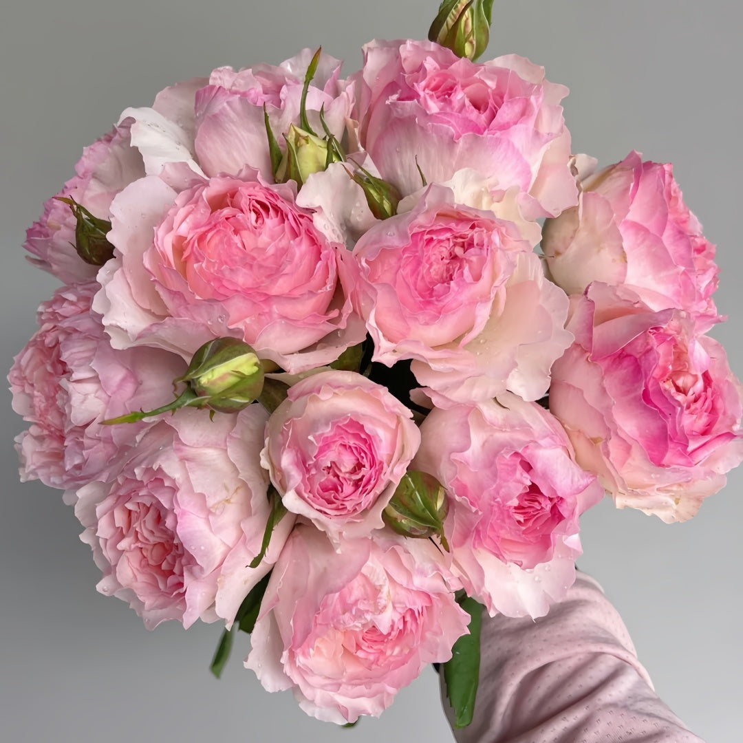 M-perzik Rose