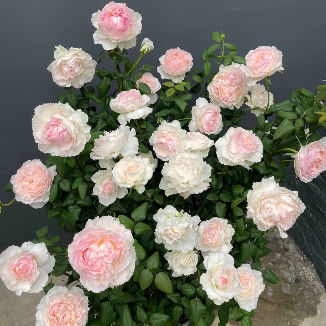 M-perzik Rose