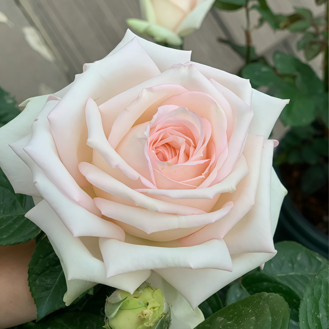 Madame Anisette Rose