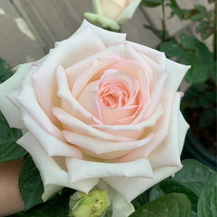 Madame Anisette Rose