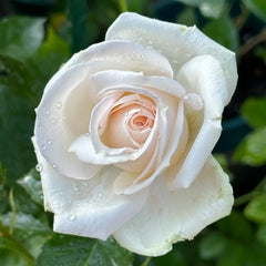 Madame Anisette Rose