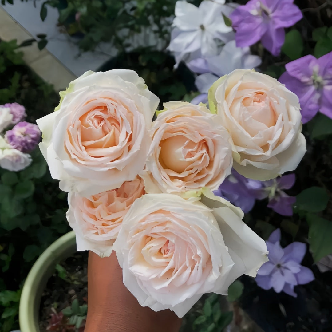 Madame Anisette Rose