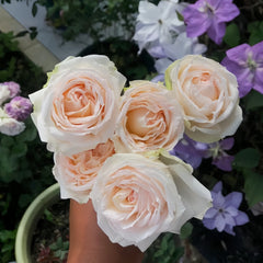 Madame Anisette Rose