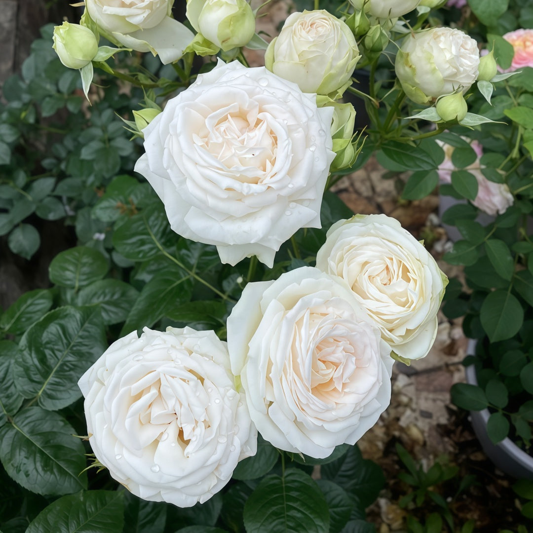 Madame Anisette Rose