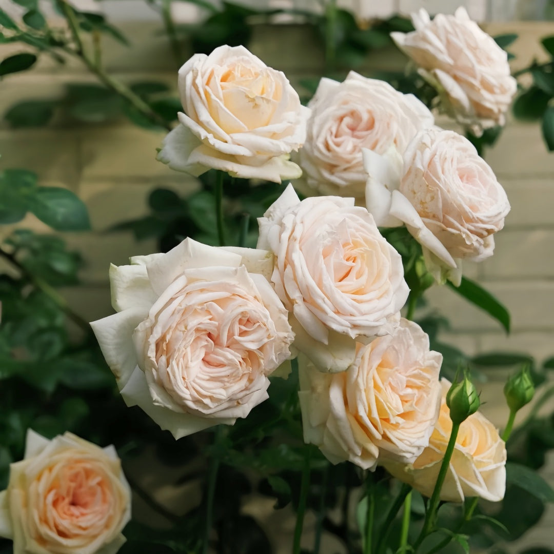 Madame Anisette Rose