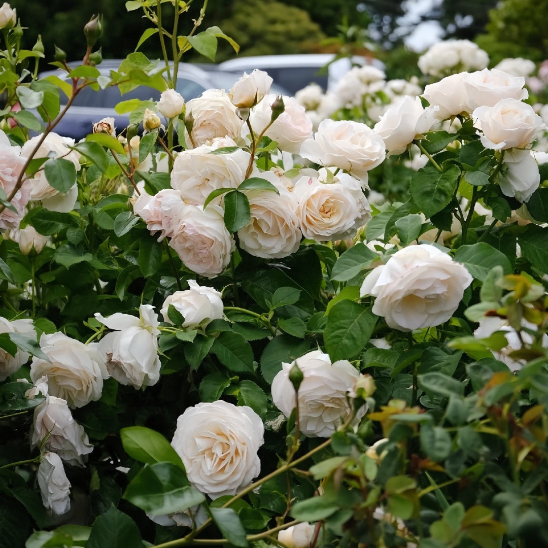 Madame Anisette Rose