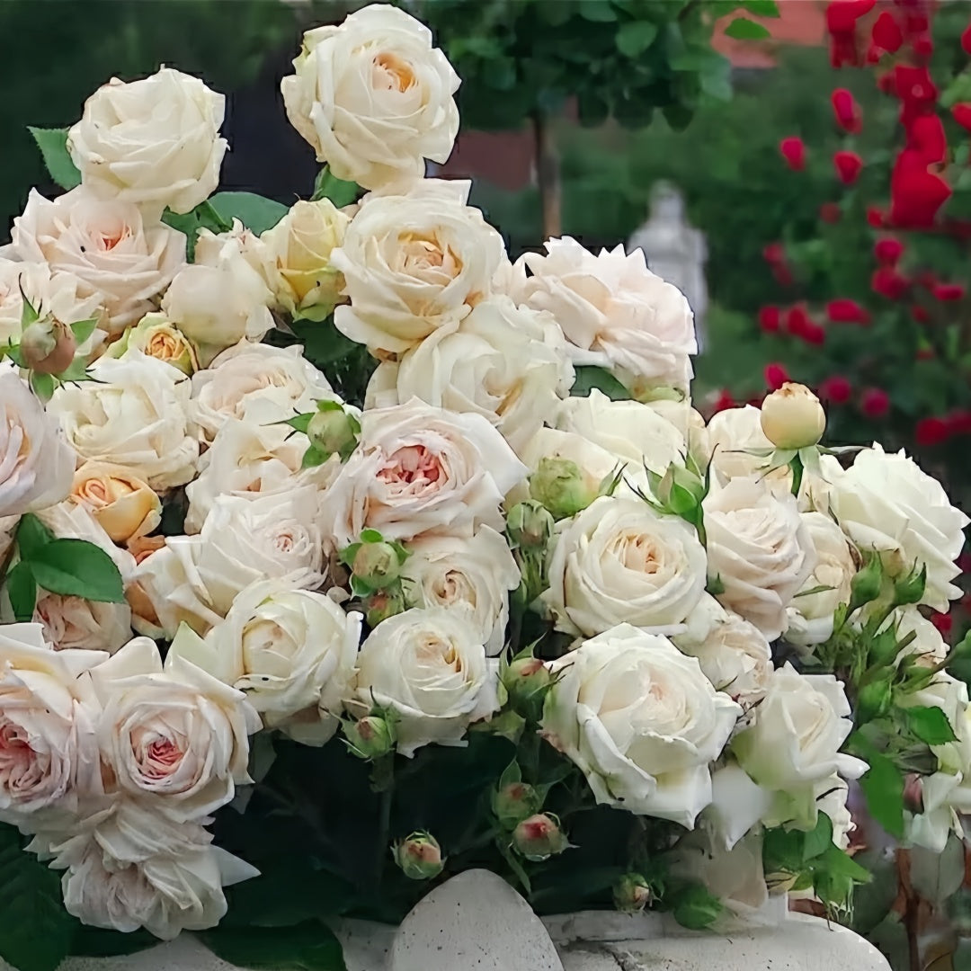 Madame Anisette Rose