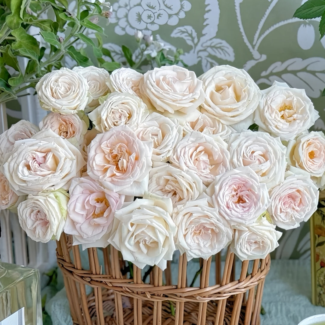 Madame Anisette Rose