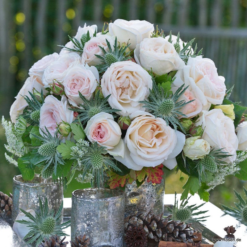Madame Anisette Rose