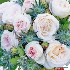 Madame Anisette Rose