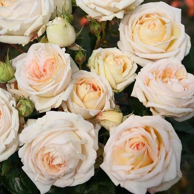Madame Anisette Rose