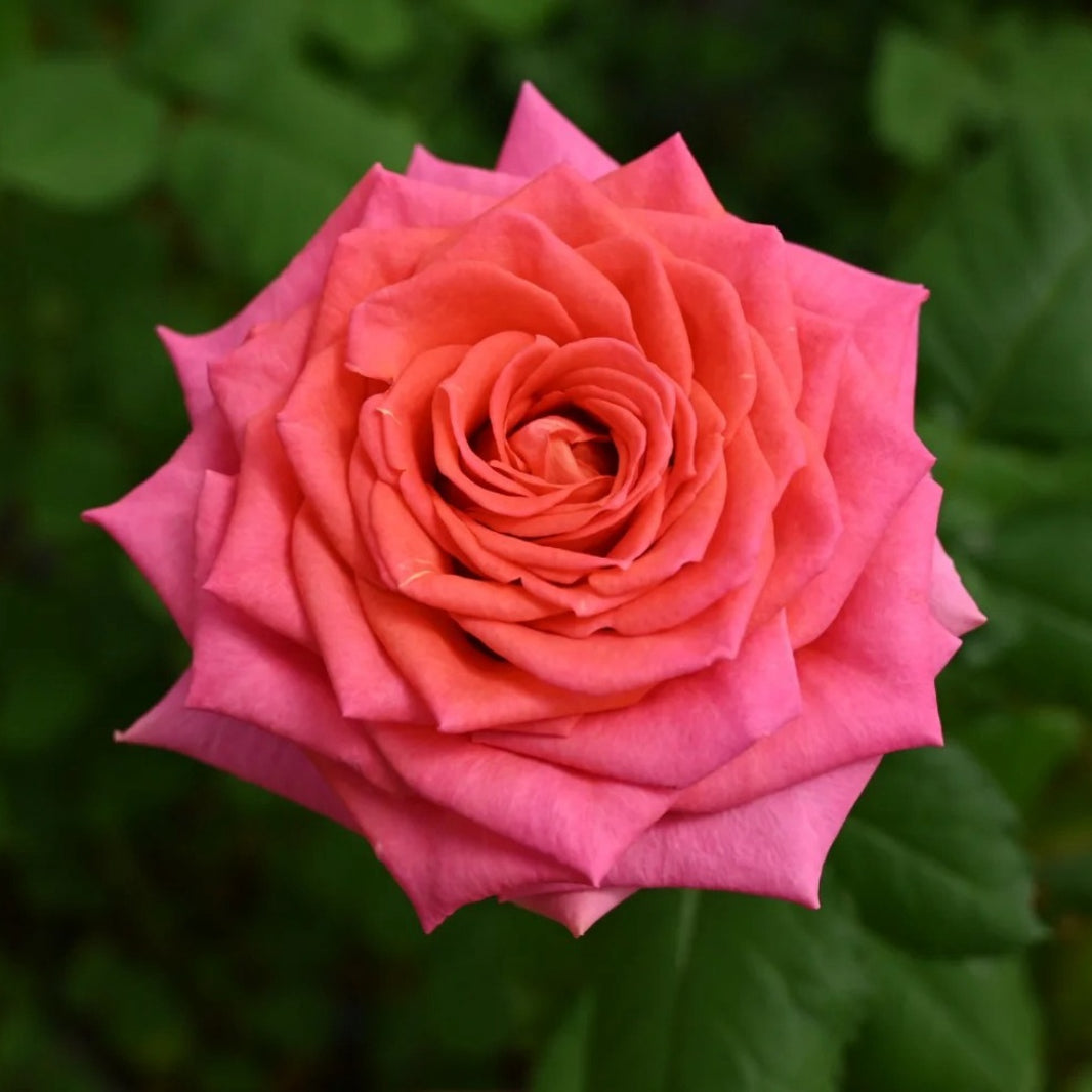 Chinese Roses – Page 2 – Ergongzy Roses