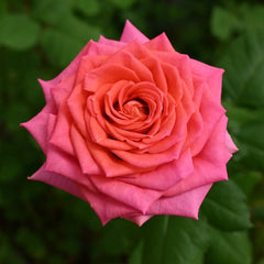 Madam rose