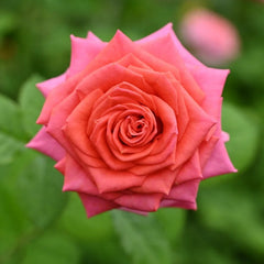 Madam rose