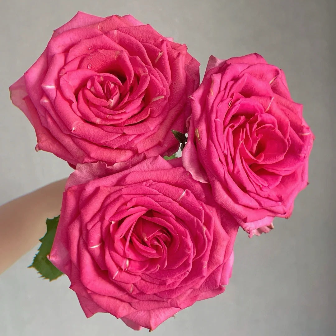 Madam rose