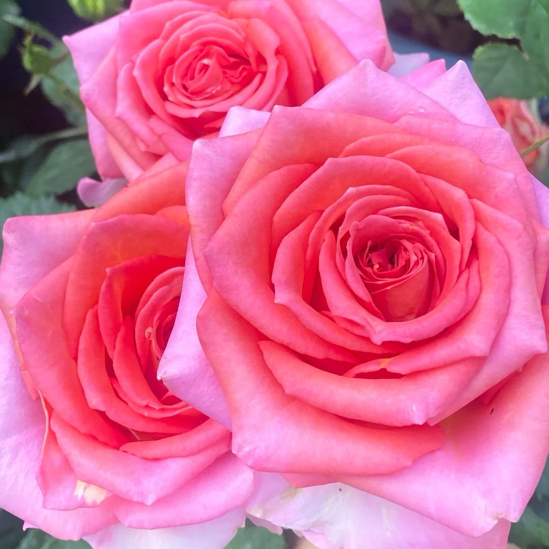 Madam rose