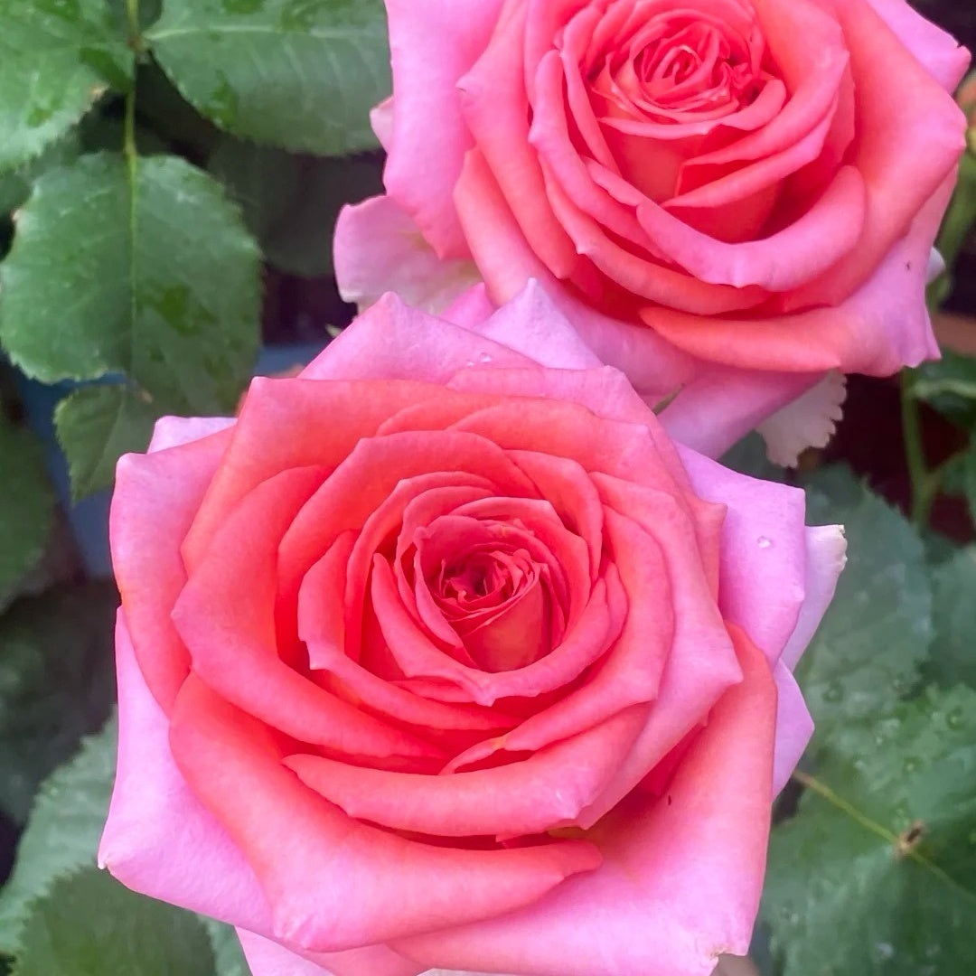 Madam rose
